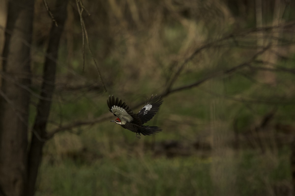 Pileated Woodpecker - ML617656925