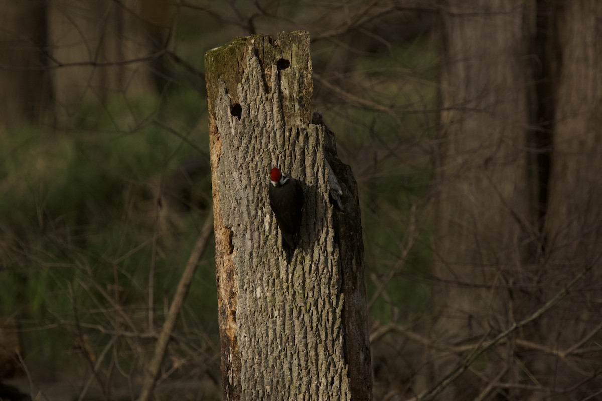 Pileated Woodpecker - ML617656927