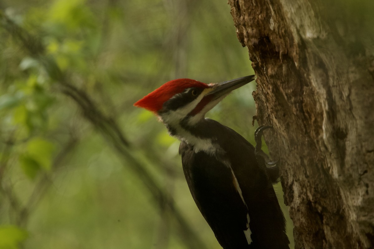 Pileated Woodpecker - Paul Miller