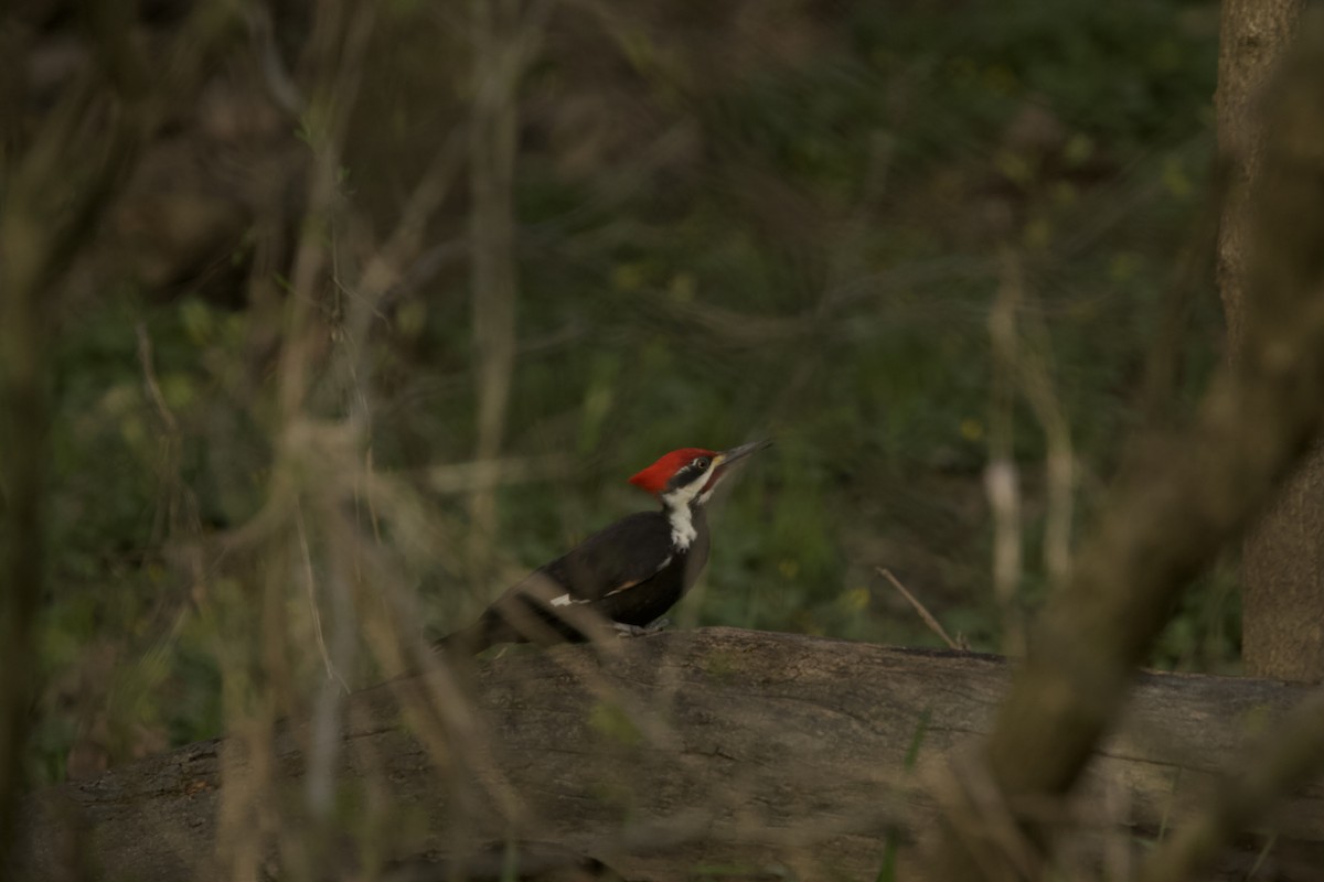 Pileated Woodpecker - ML617656929