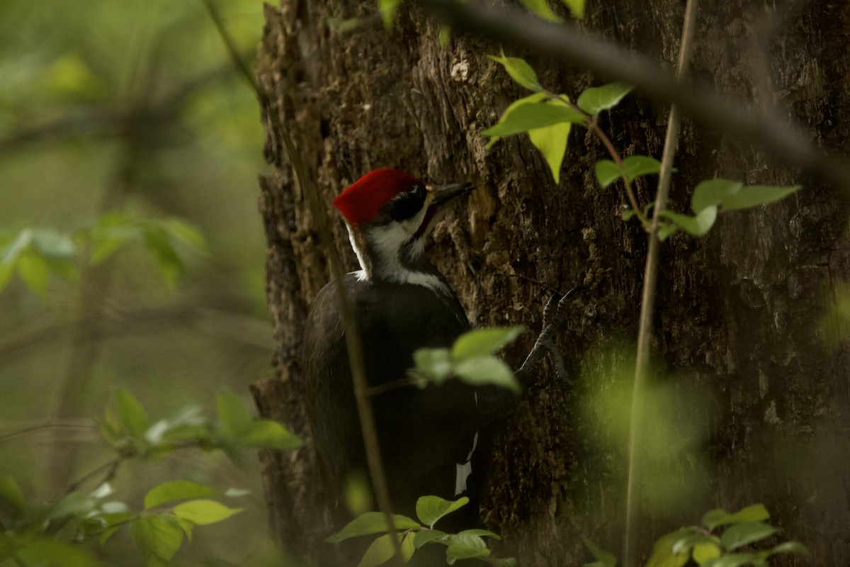 Pileated Woodpecker - ML617656930