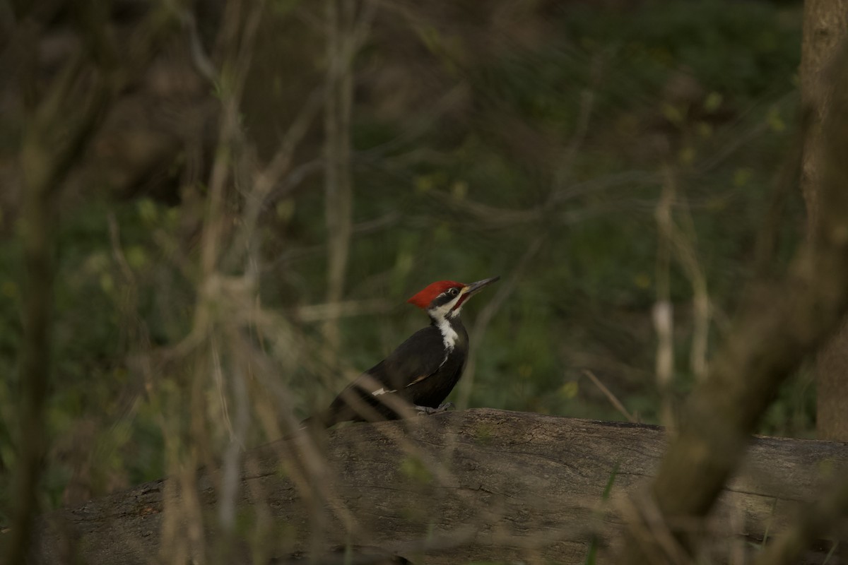 Pileated Woodpecker - ML617656931