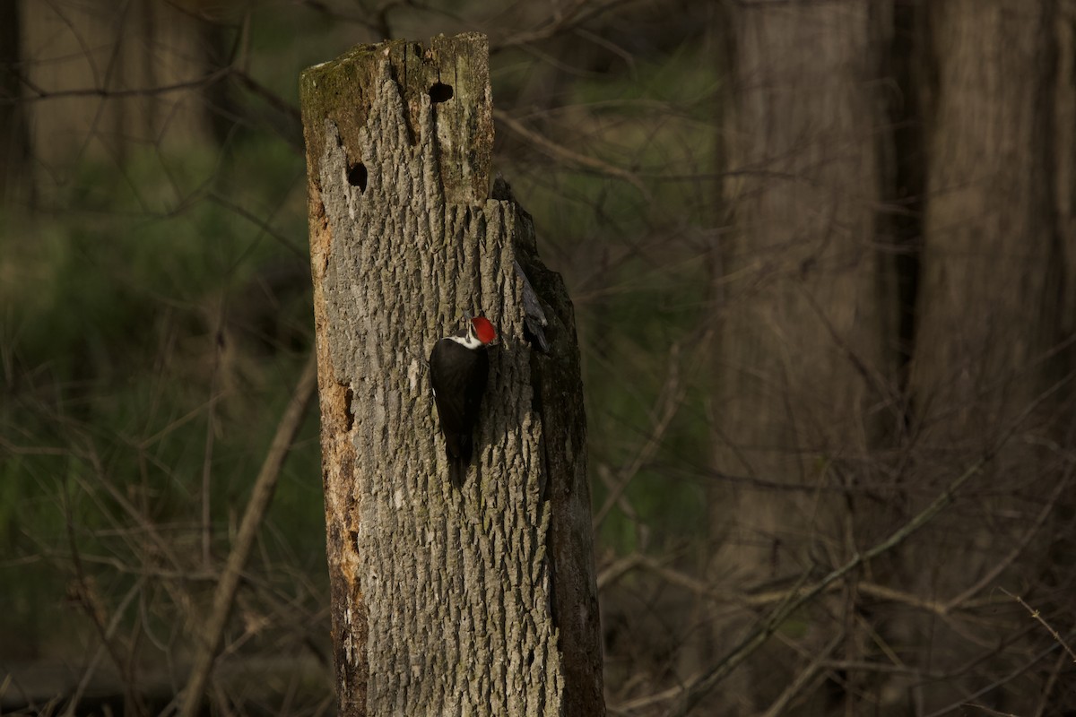 Pileated Woodpecker - ML617656932