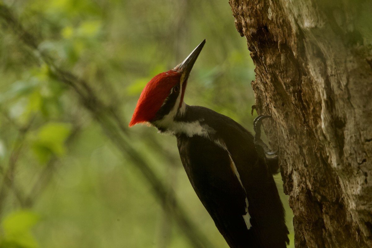 Pileated Woodpecker - ML617656933