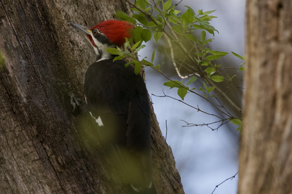 Pileated Woodpecker - ML617656934