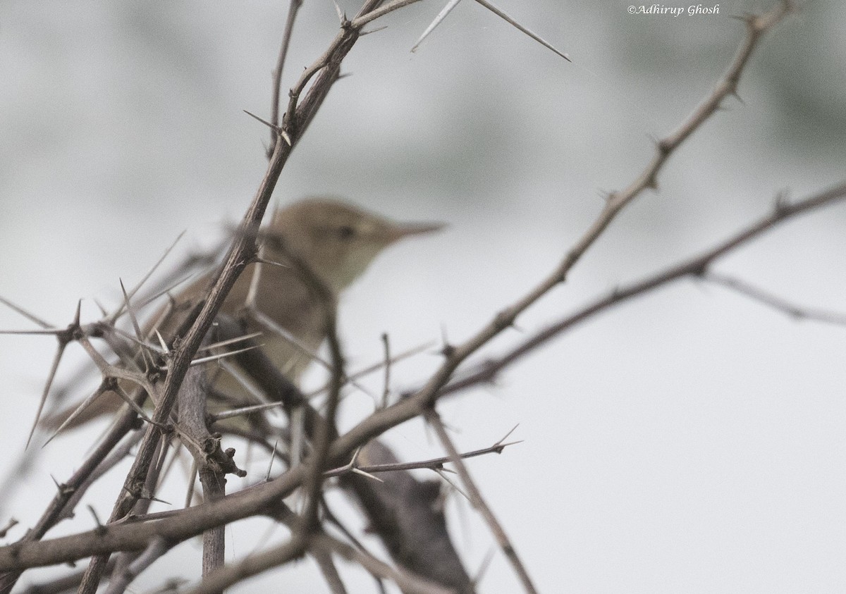 Sykes's Warbler - Adhirup Ghosh