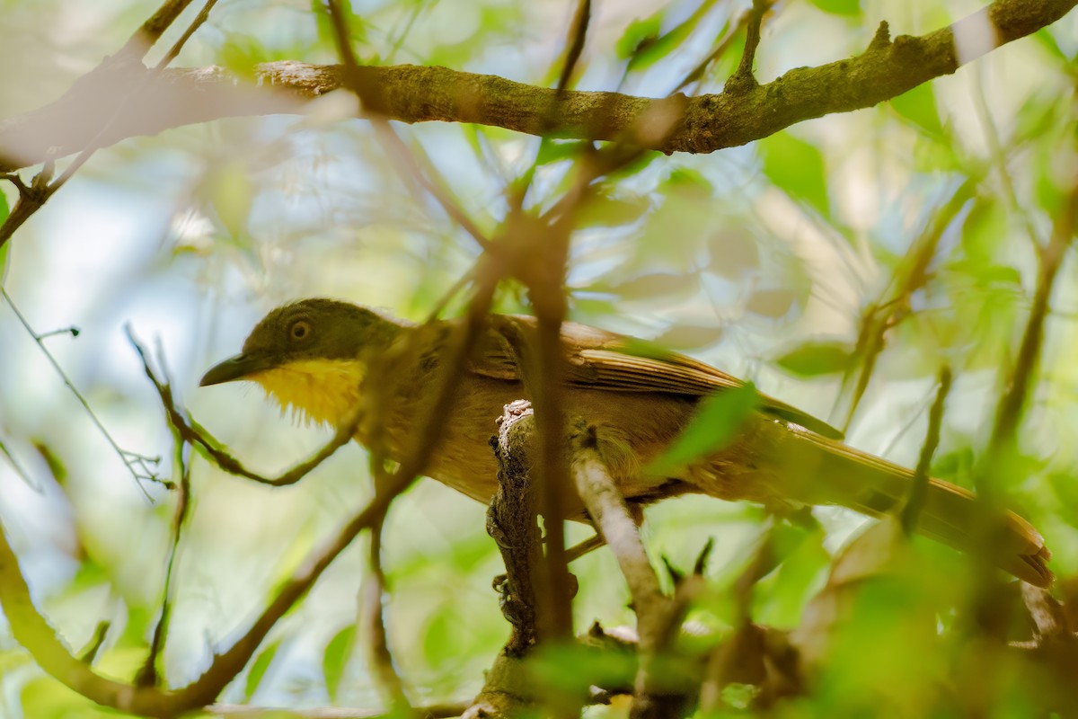 Yellow-throated Greenbul - ML617656970