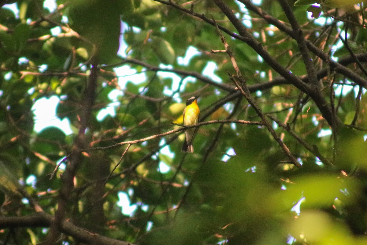 Yellow-rumped Flycatcher - Supot Surapaetang