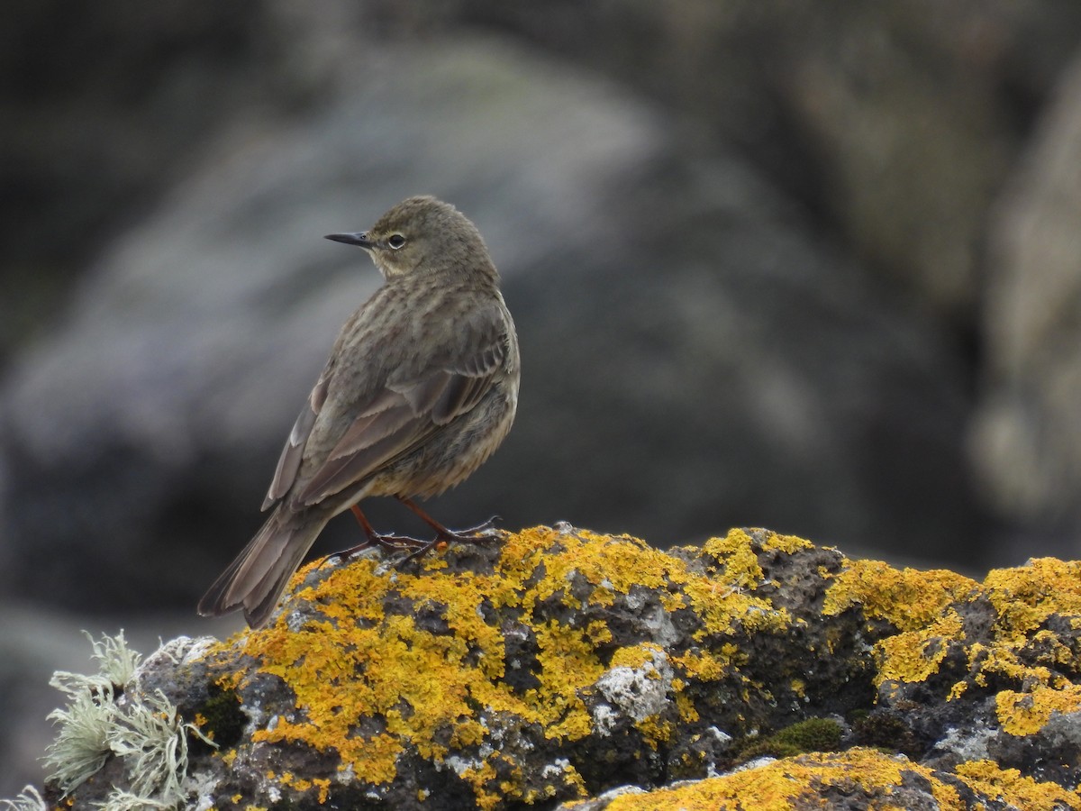 Rock Pipit - ML617656978