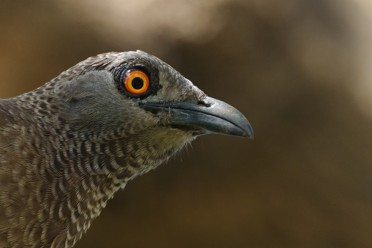 Brown Babbler - Laurent Esselen