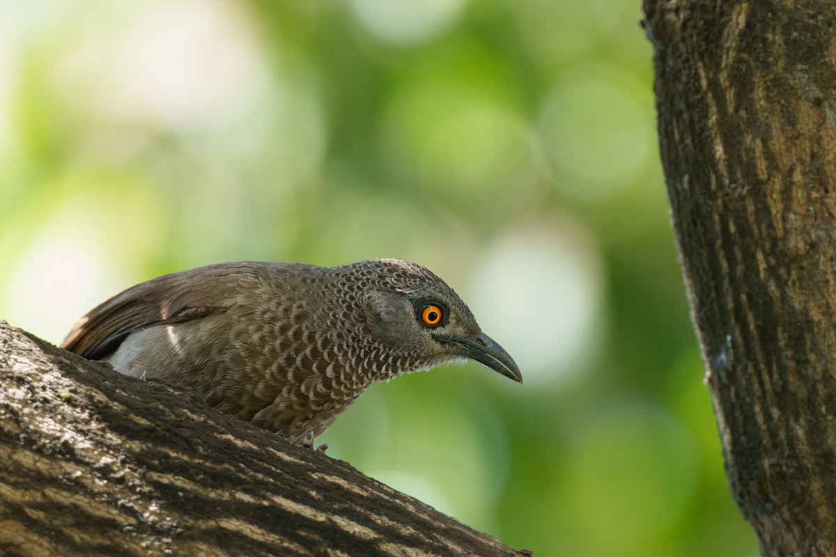 Brown Babbler - ML617656982