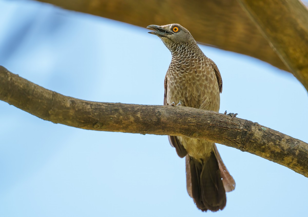 Brown Babbler - ML617656983