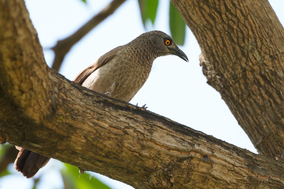 Brown Babbler - ML617656985