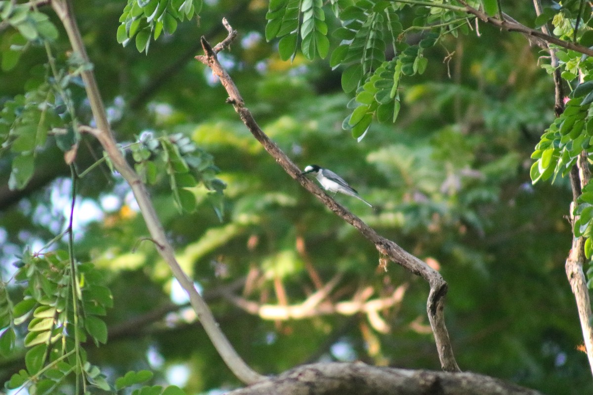 Minivet Ceniciento - ML617656990