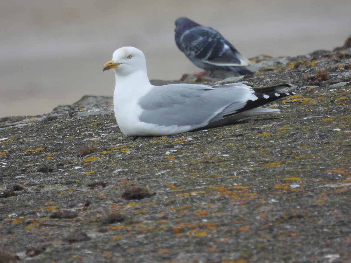 Herring Gull - ML617657024