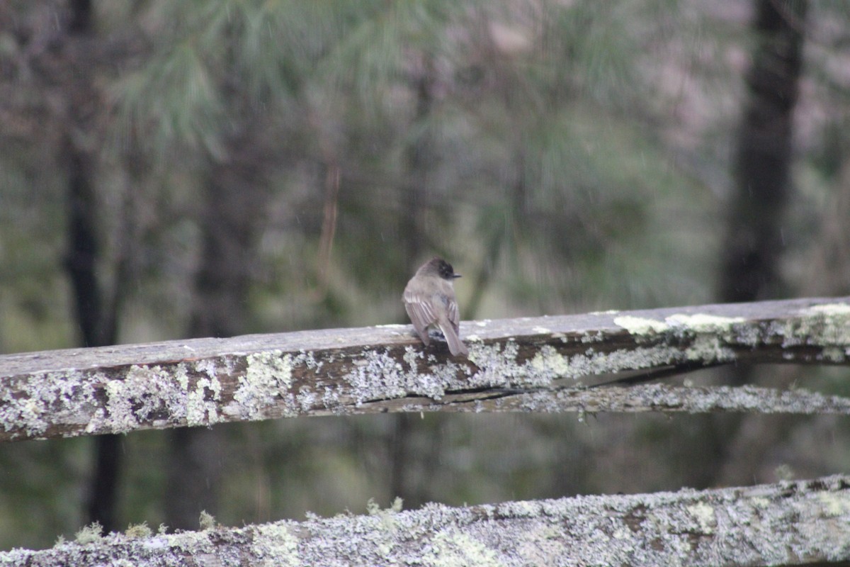 Eastern Phoebe - ML617657031