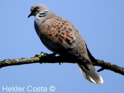 European Turtle-Dove - ML617657039