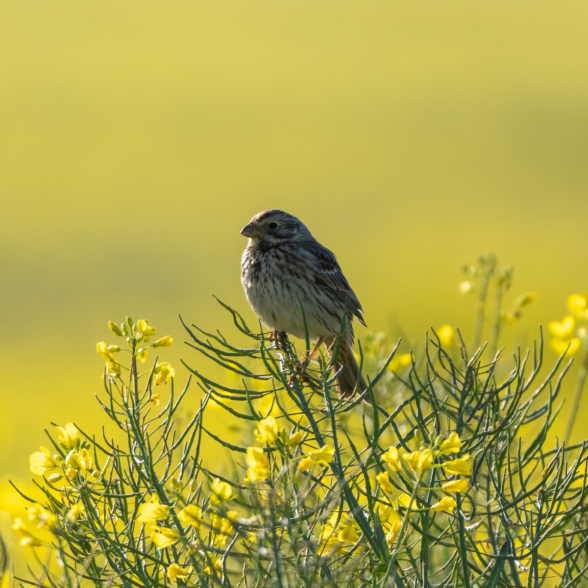 Corn Bunting - ML617657065