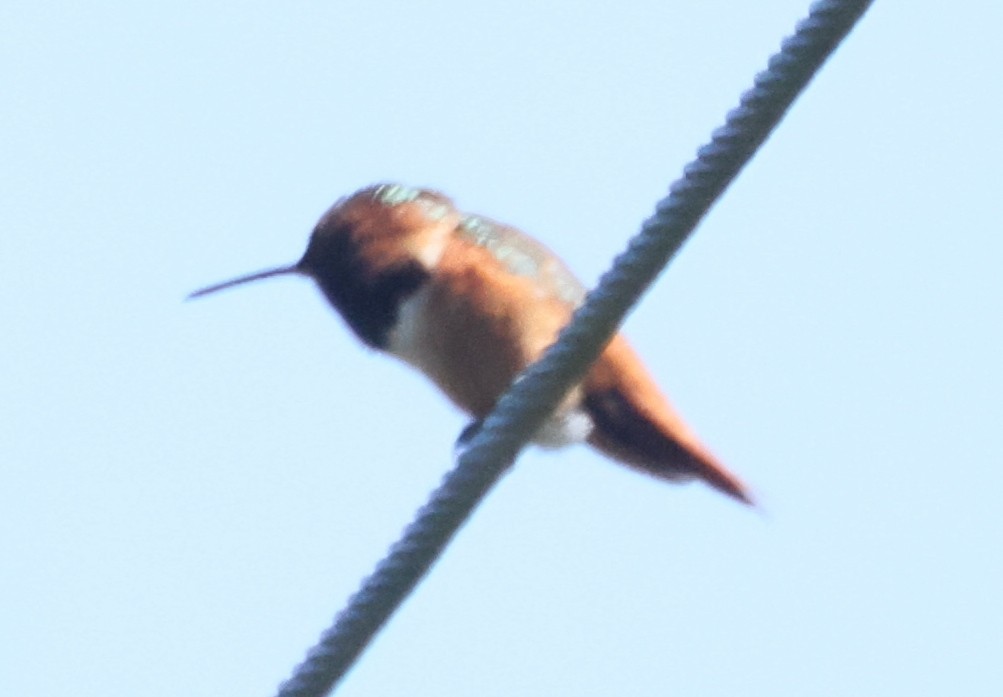 Allen's Hummingbird - Daniel Edelstein