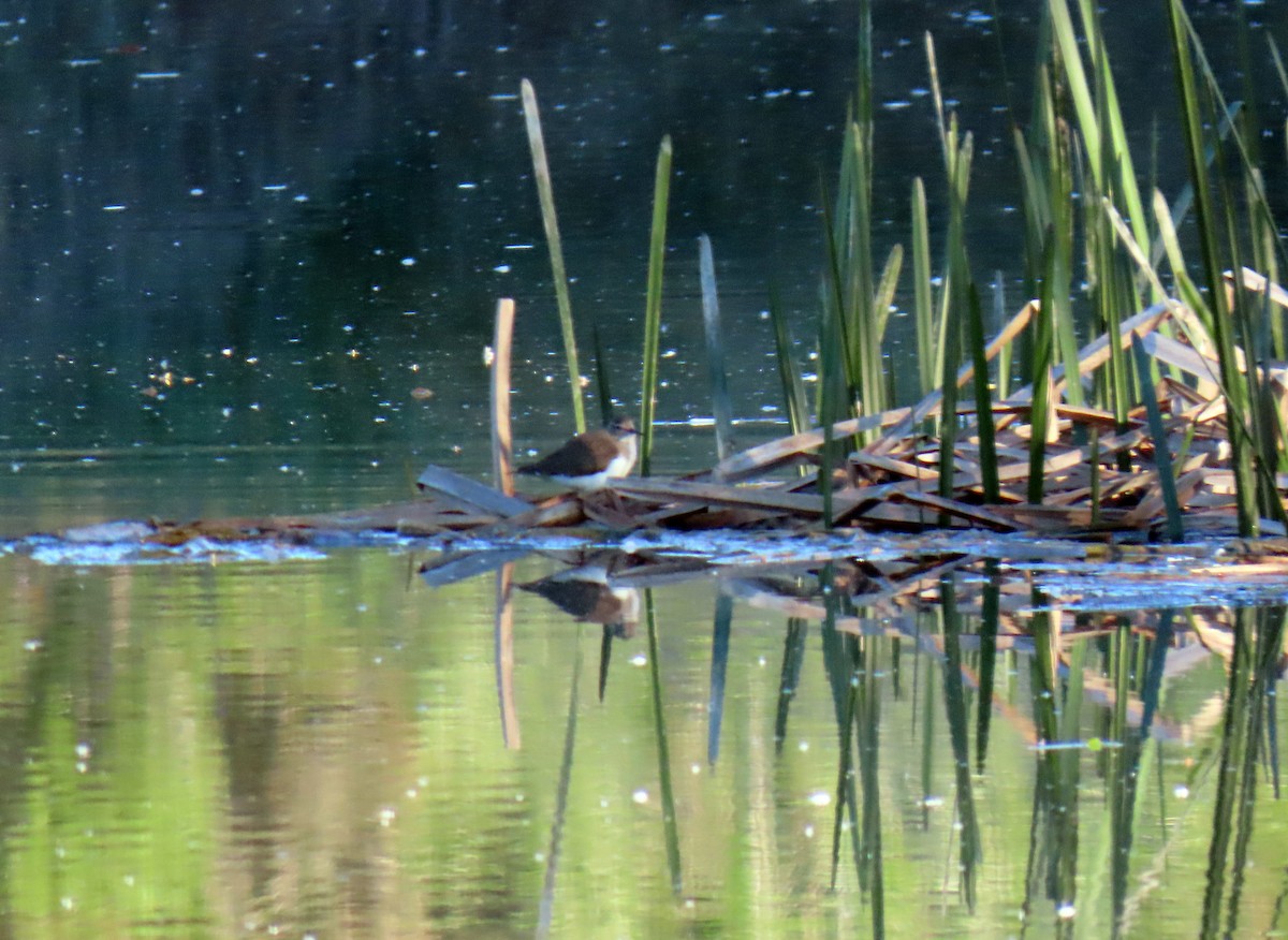 Common Sandpiper - Francisco Javier Calvo lesmes