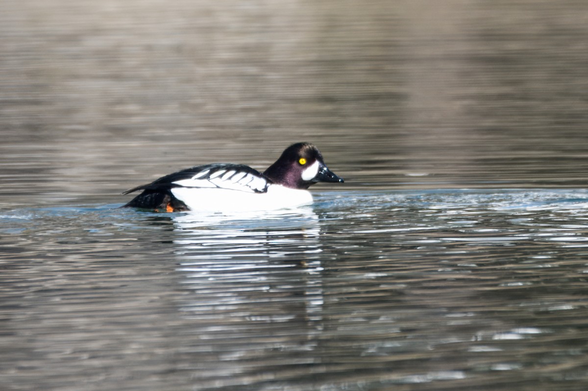 Common x Barrow's Goldeneye (hybrid) - ML617657245