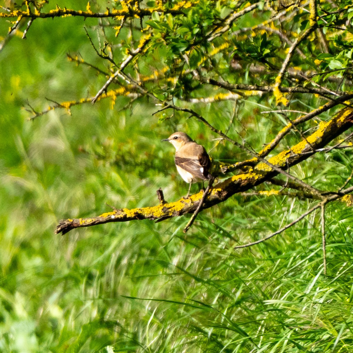 Northern Wheatear - Cyril Duran