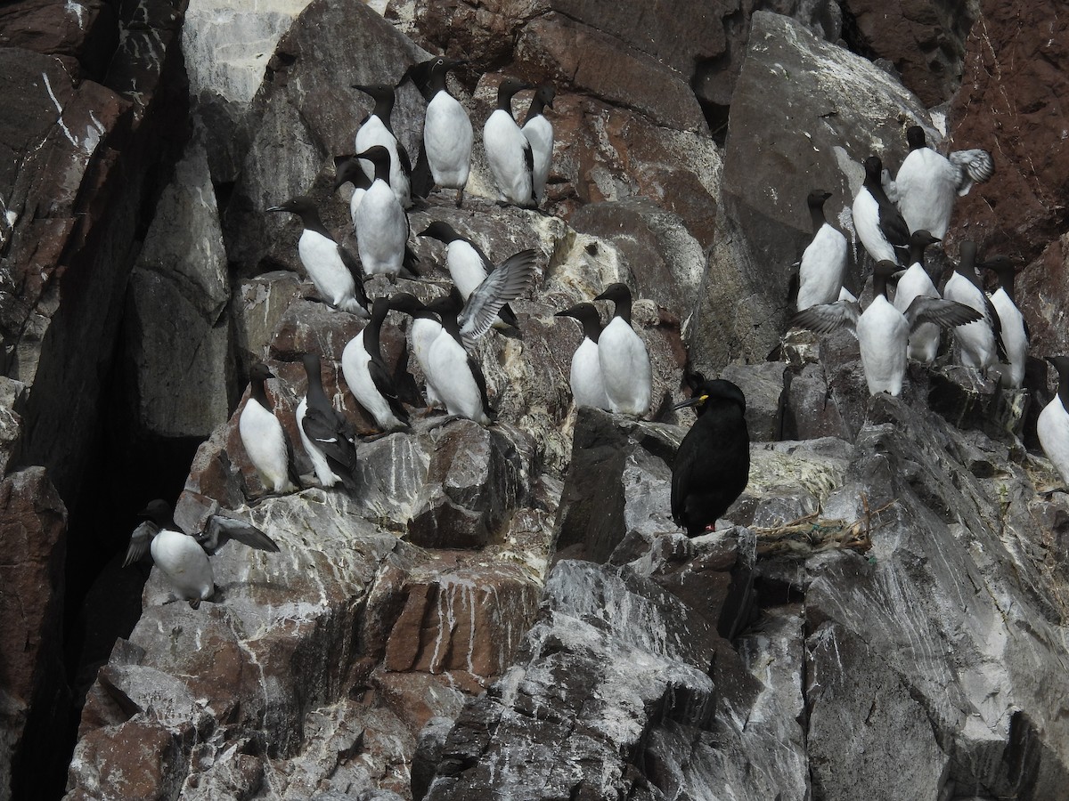 Common Murre - ML617657275