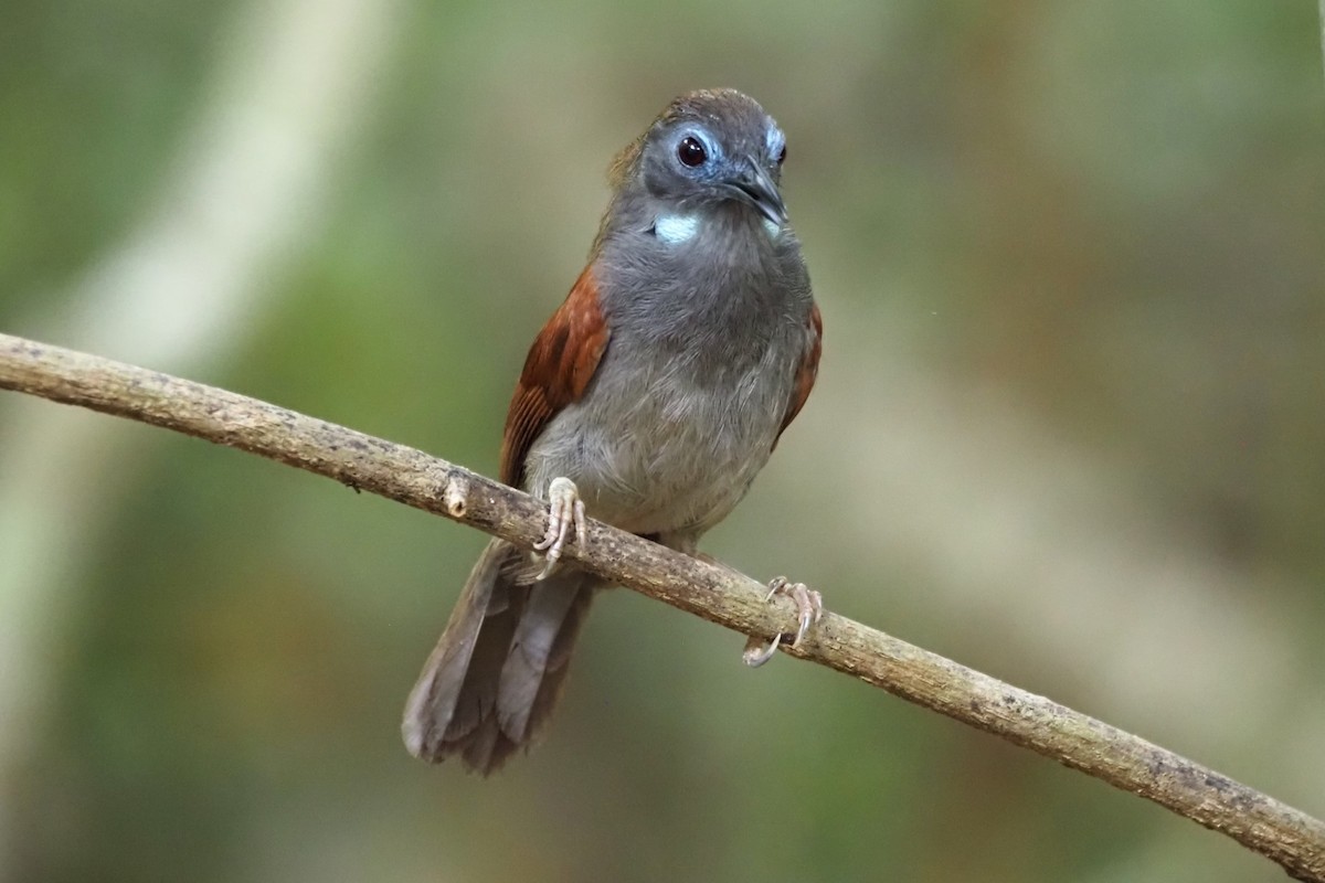 Chestnut-winged Babbler - ML617657304