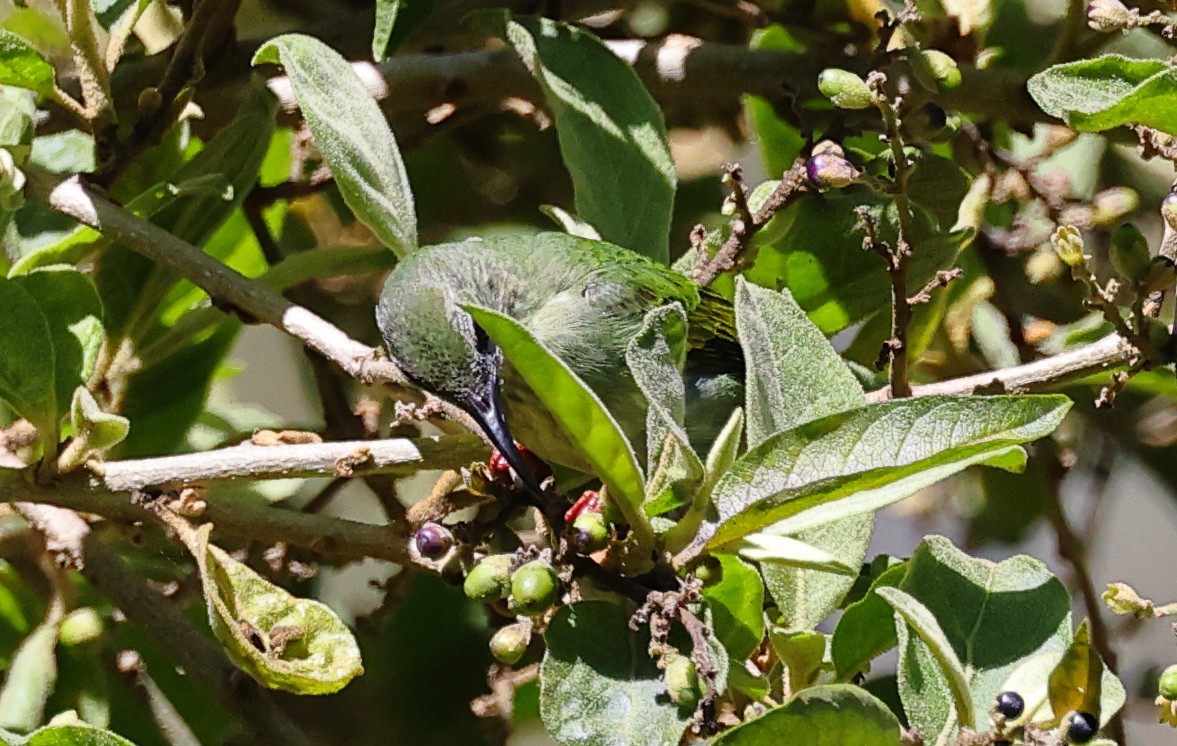 Red-legged Honeycreeper - ML617657343