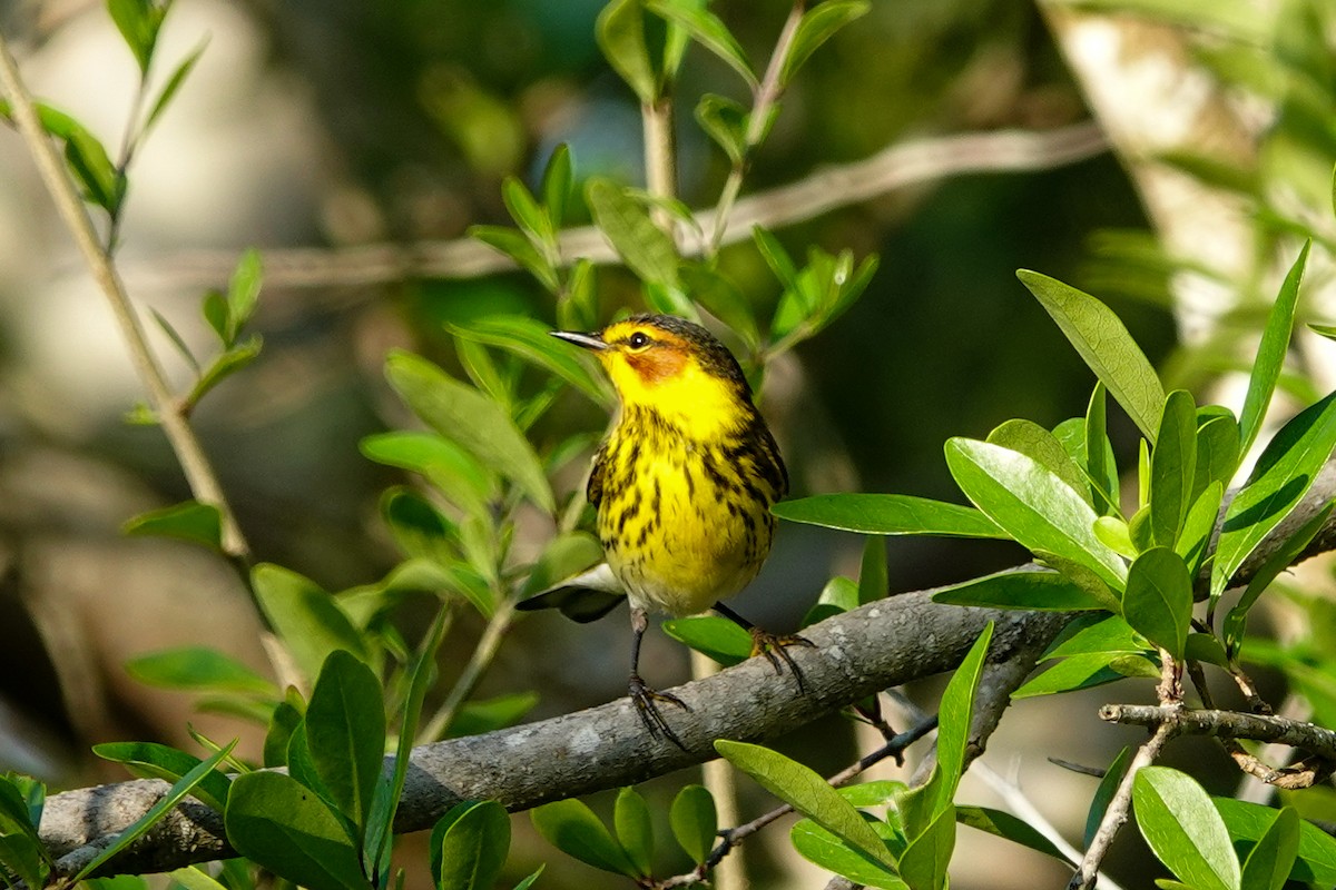 Cape May Warbler - ML617657345