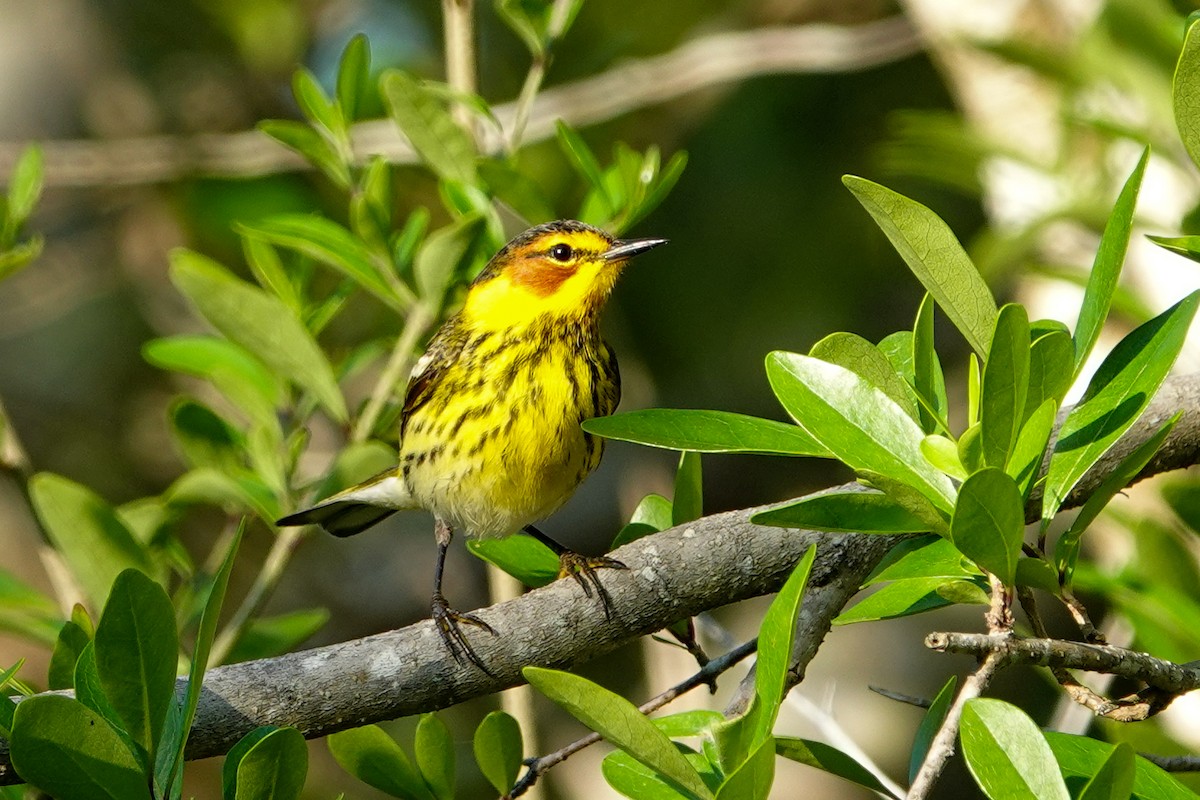 Cape May Warbler - ML617657346