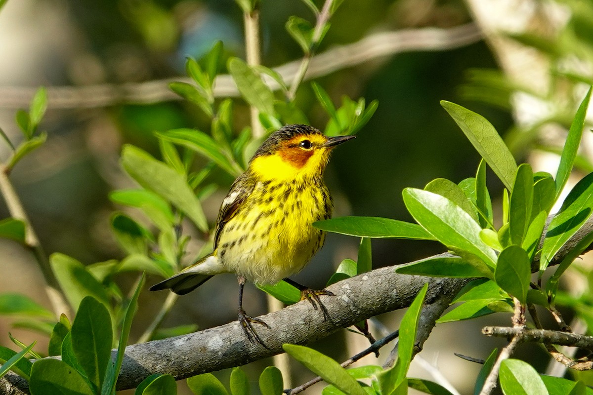 Cape May Warbler - ML617657347
