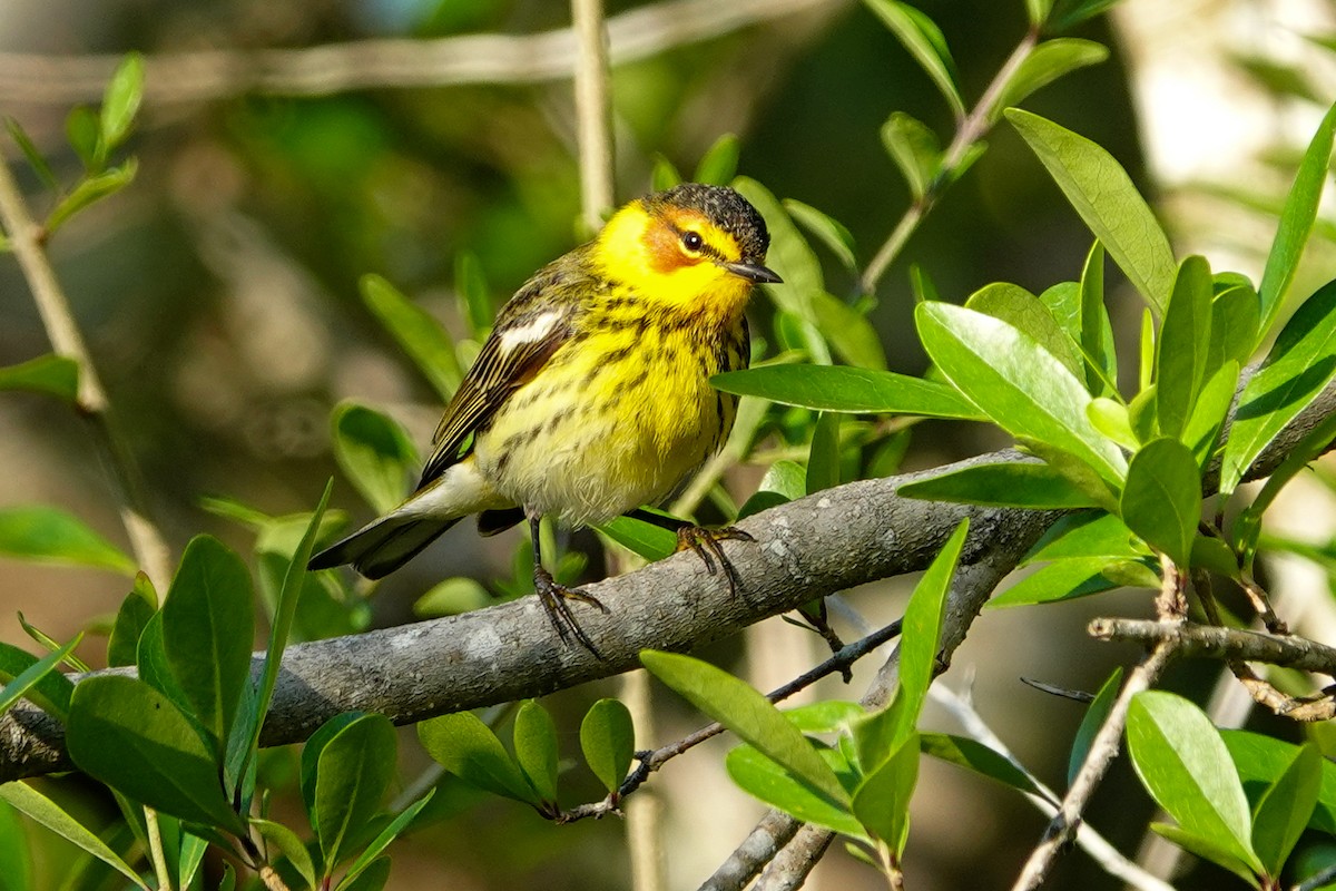 Cape May Warbler - ML617657348