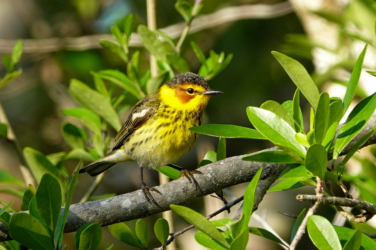 Cape May Warbler - ML617657349
