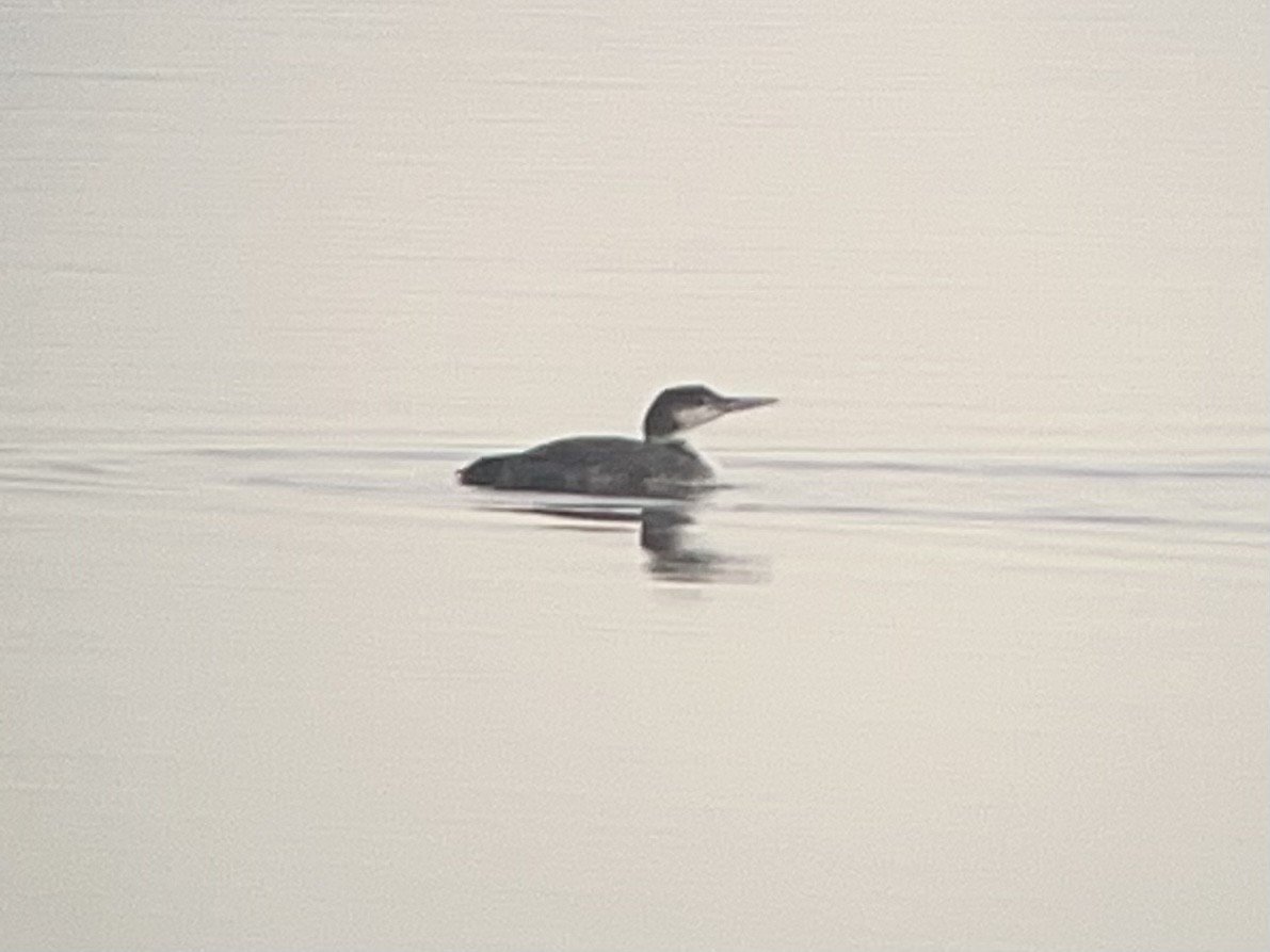 Common Loon - ML617657357