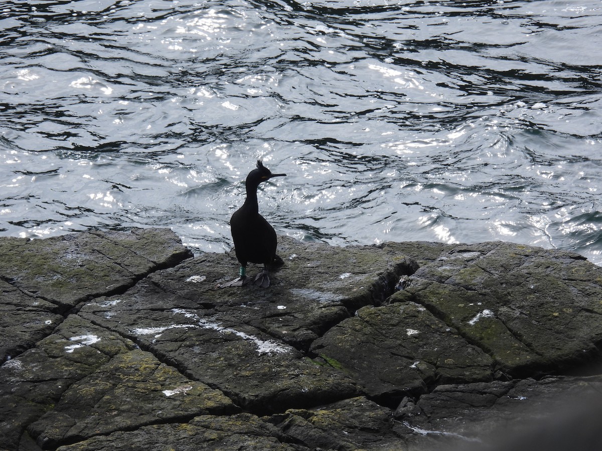 European Shag - Mike Coulson