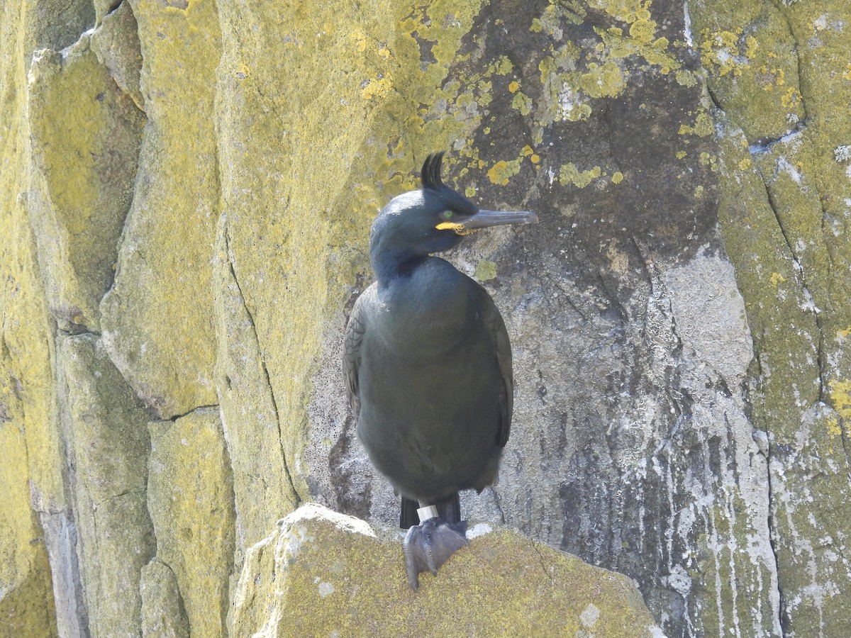 European Shag - Mike Coulson