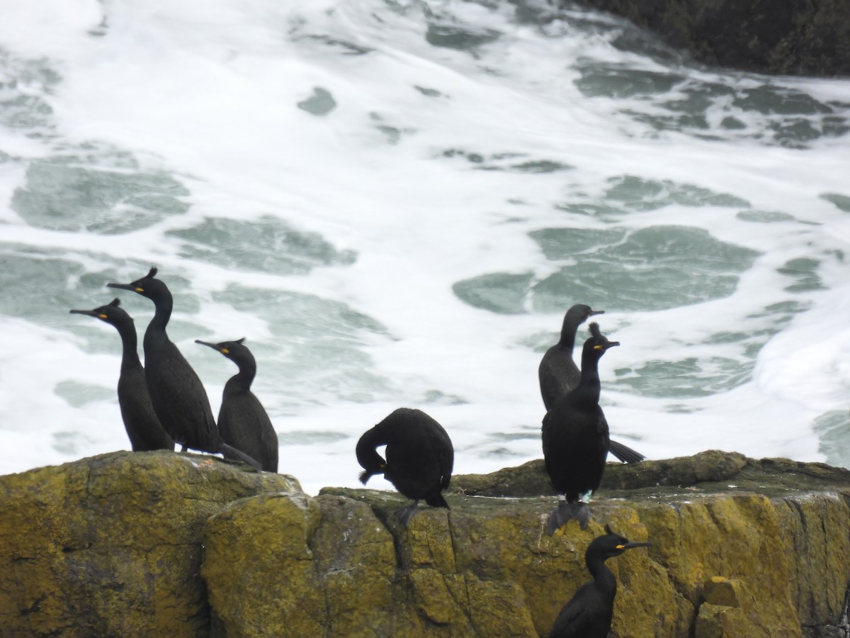 European Shag - Mike Coulson