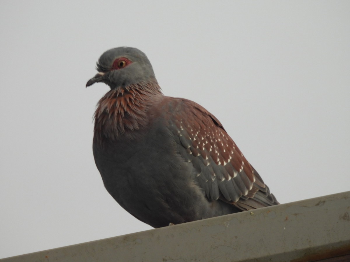 Speckled Pigeon - Timothy Kasper