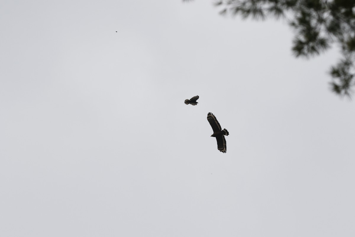 Crested Serpent-Eagle - ML617657499