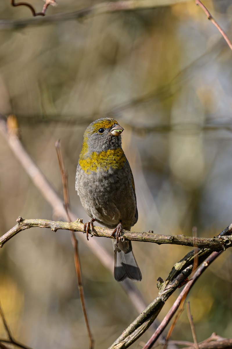 Crimson-browed Finch - ML617657512