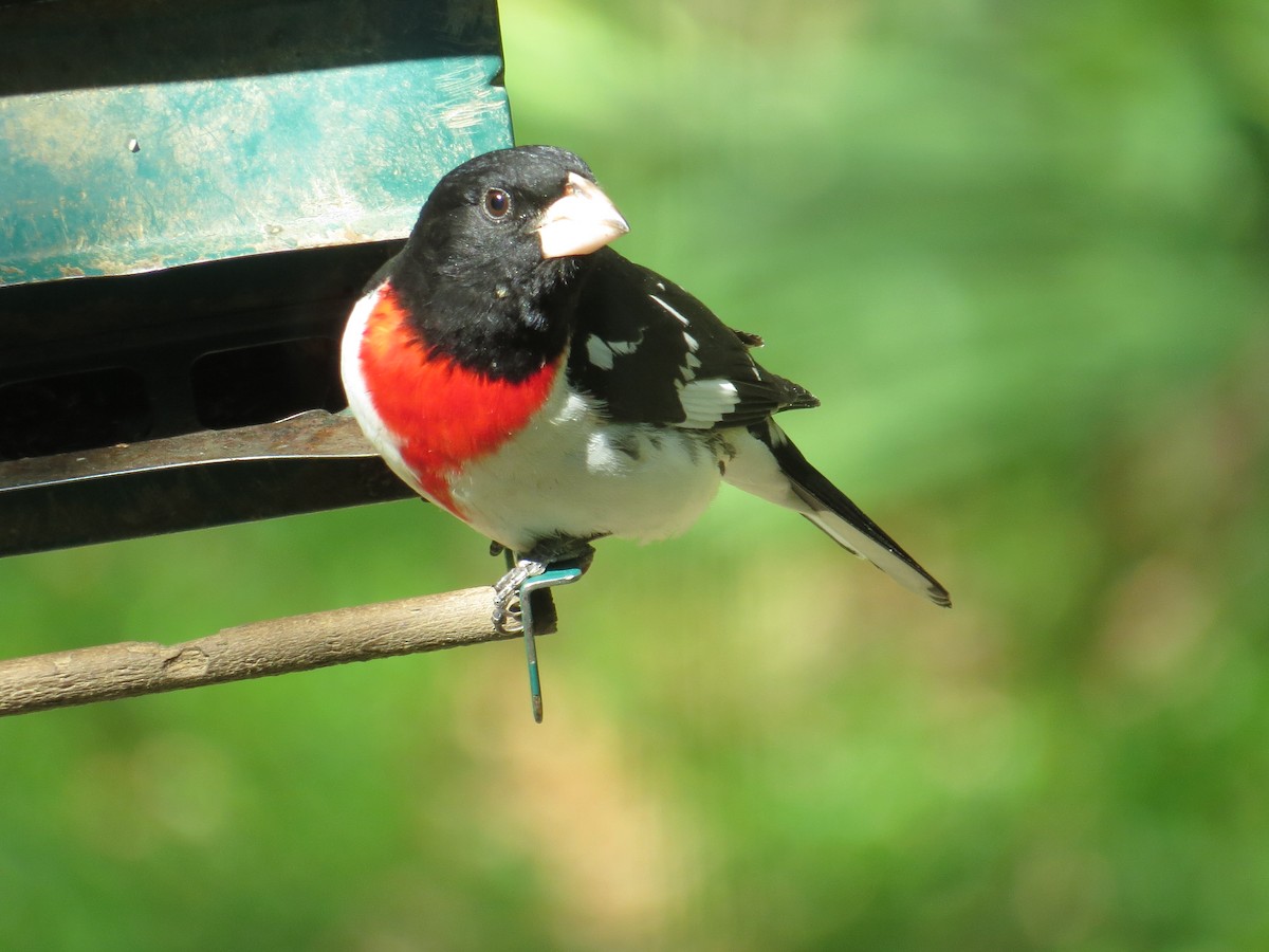 Rose-breasted Grosbeak - ML617657543