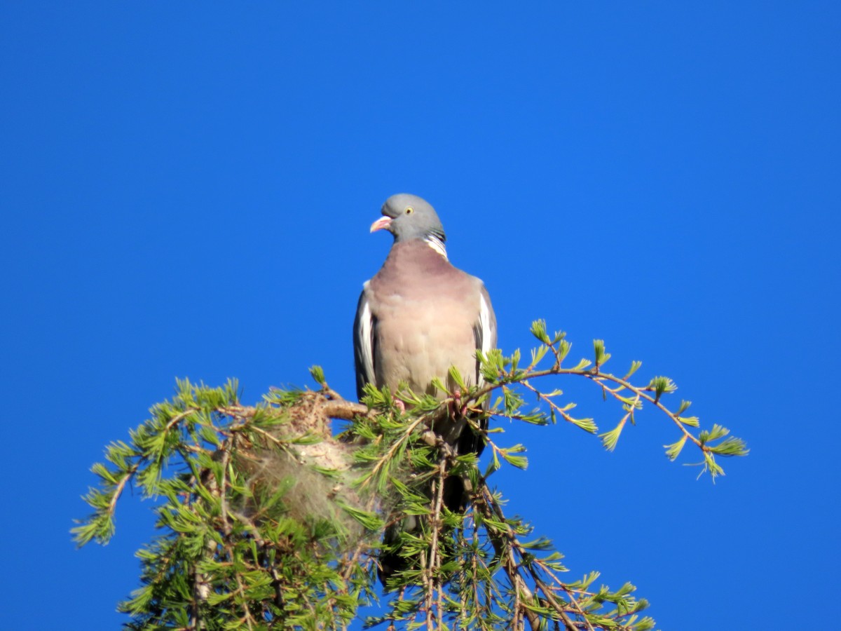 Common Wood-Pigeon - ML617657558