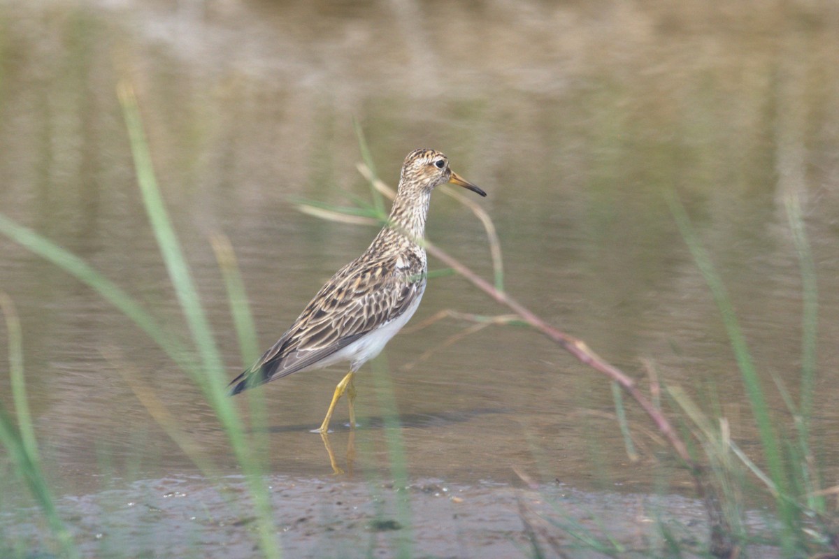 Graubrust-Strandläufer - ML617657592