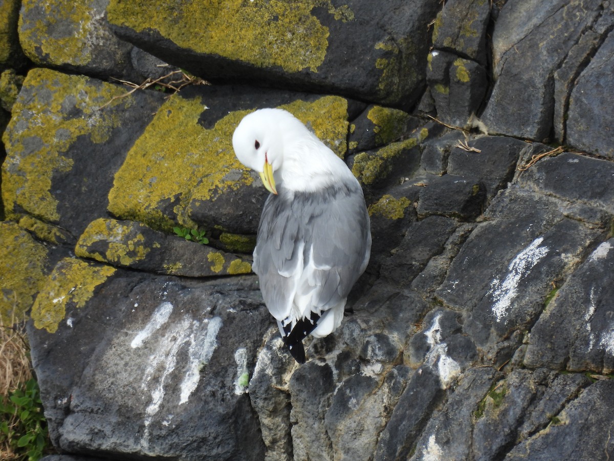 Black-legged Kittiwake - Mike Coulson