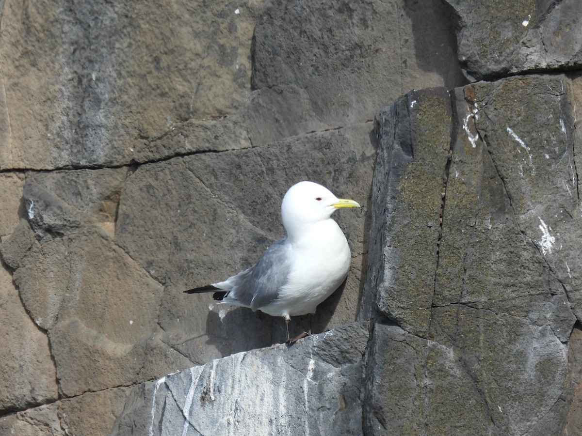 Black-legged Kittiwake - ML617657610