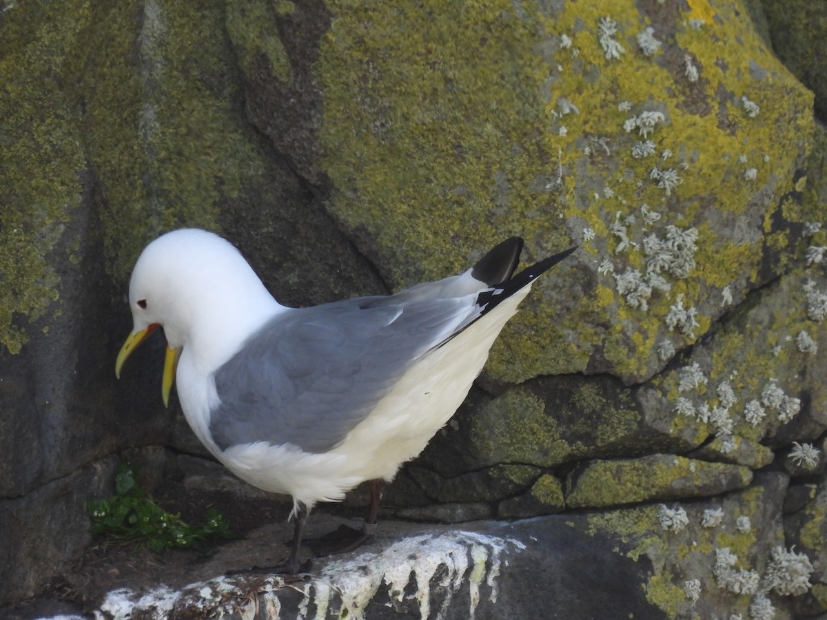 Black-legged Kittiwake - ML617657612