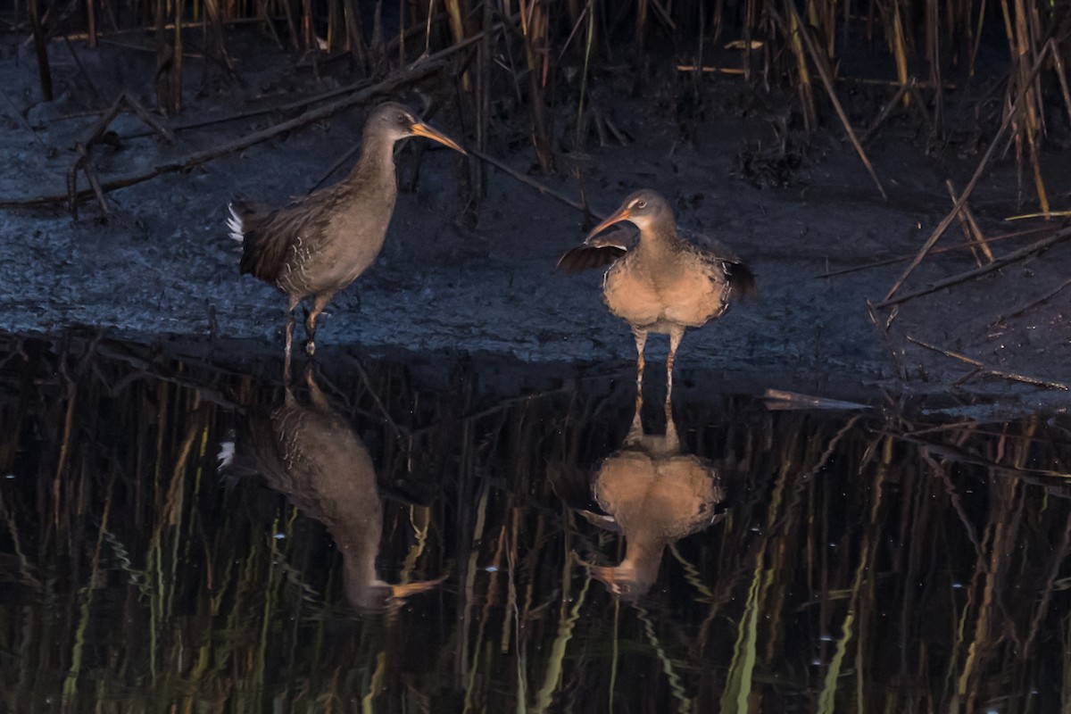 Clapper Rail - ML617657619