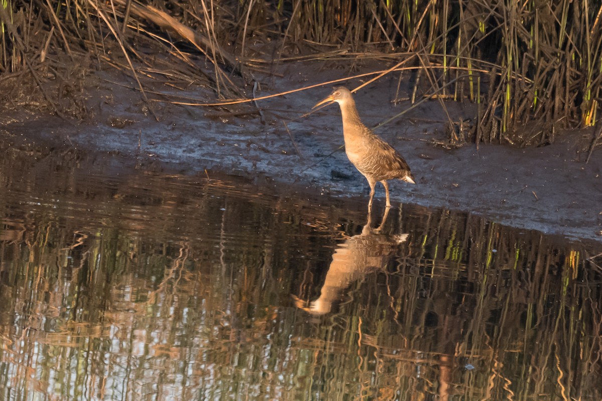 Clapper Rail - ML617657620