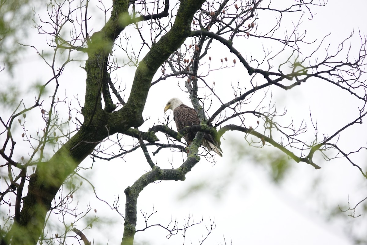 Weißkopf-Seeadler - ML617657644